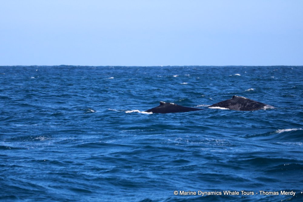humpback whale, whale watching, gansbaai, south africa