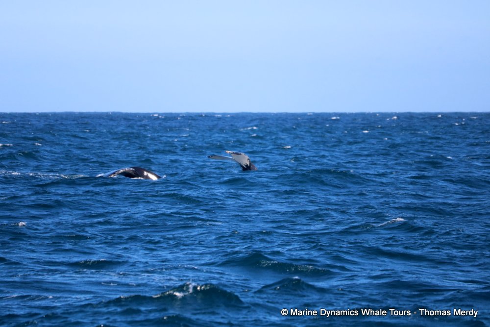 albatross, whale watching, gansbaai, south africa