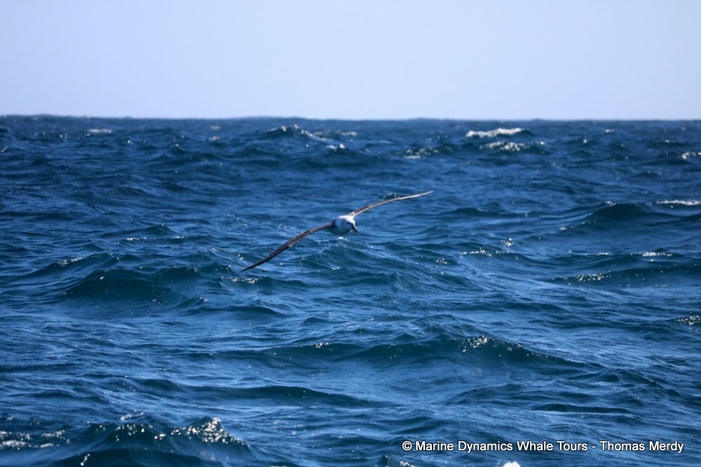 albatross, whale watching, gansbaai, south africa