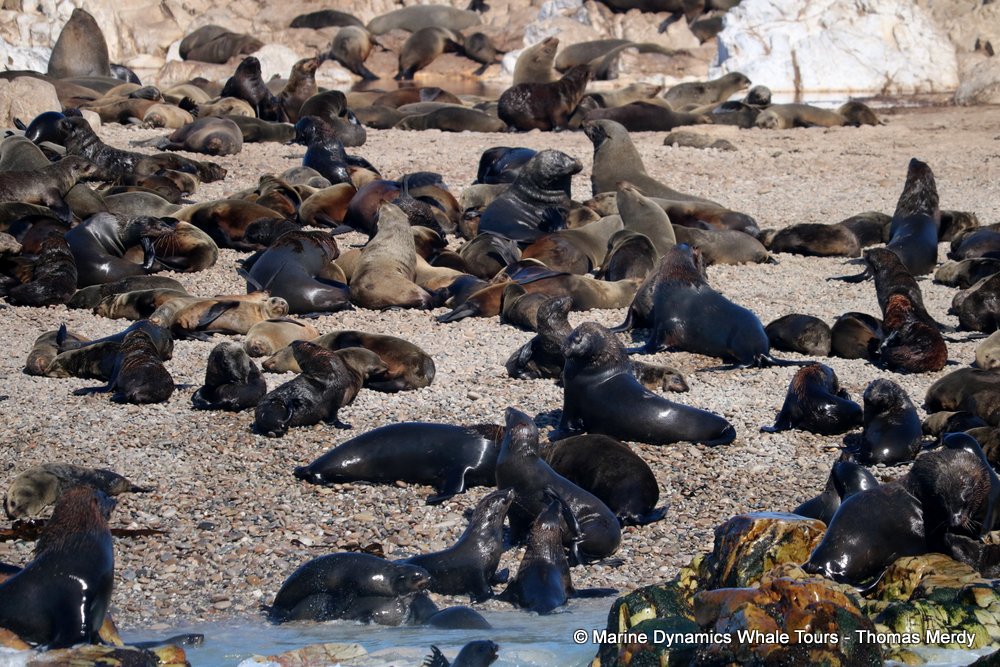 cape fur seal, whale watching, gansbaai, south africa
