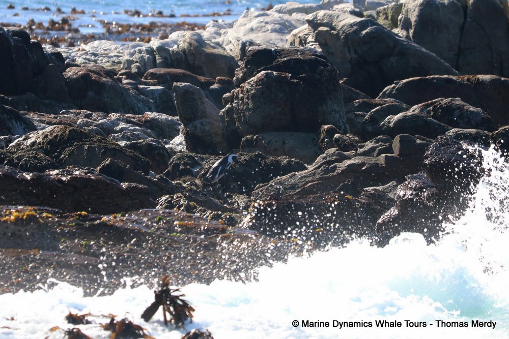 African Penguin , whale watching, gansbaai, south africa,
