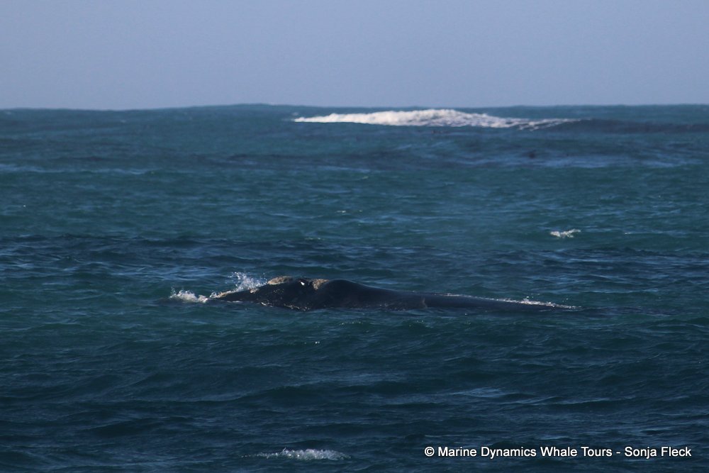 Southern right whale, whale watching, gansbaai, south africa,