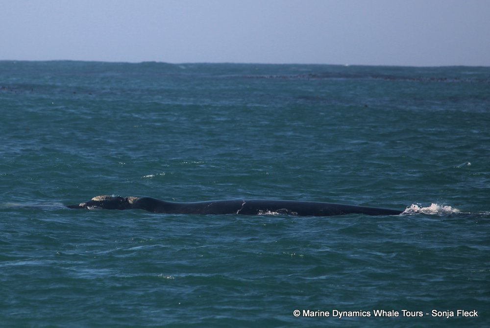Southern right whale, whale watching, gansbaai, south africa,