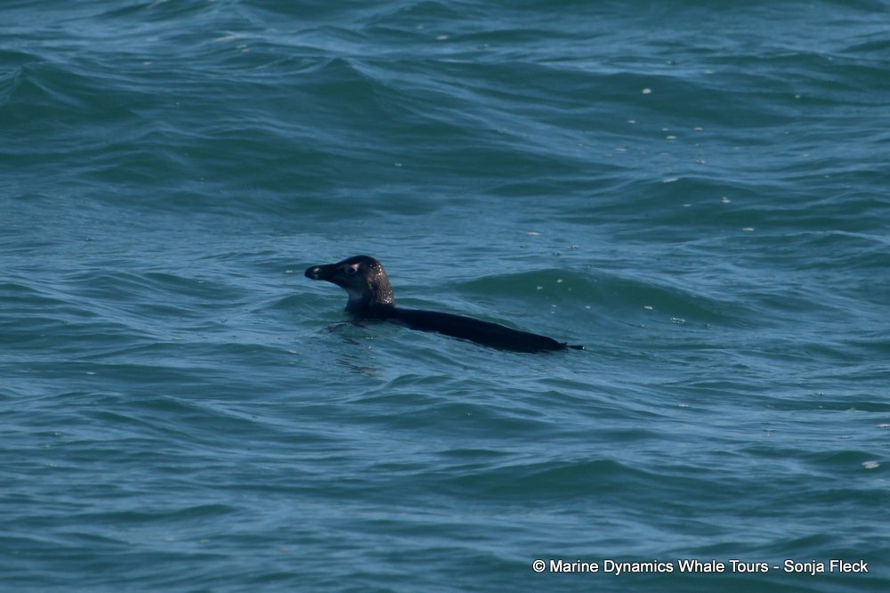 african penguin, whale watching, gansbaai, south africa