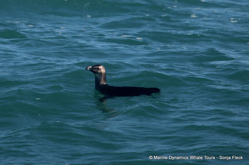 african penguin, whale watching, gansbaai, south africa
