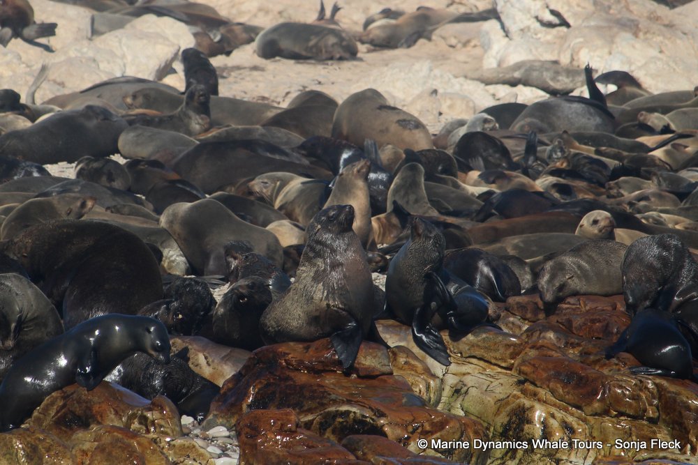 cape fur seals, whale watching, gansbaai, south africa