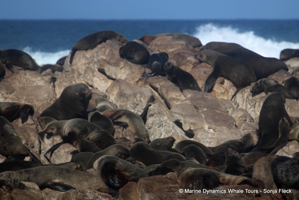 cape fur seal, whale watching, gansbaai, south africa