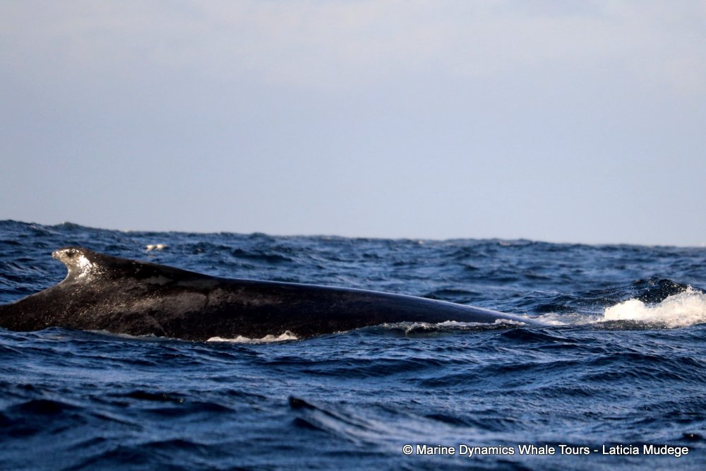 humpback whale, whale watching, gansbaai, south africa