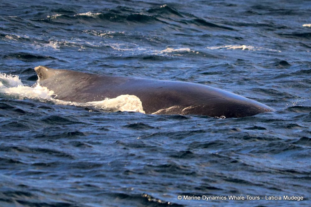 humpback whale, whale watching, gansbaai, south africa