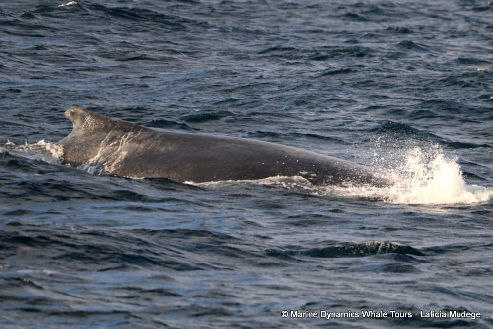humpback whale, whale watching, gansbaai, south africa