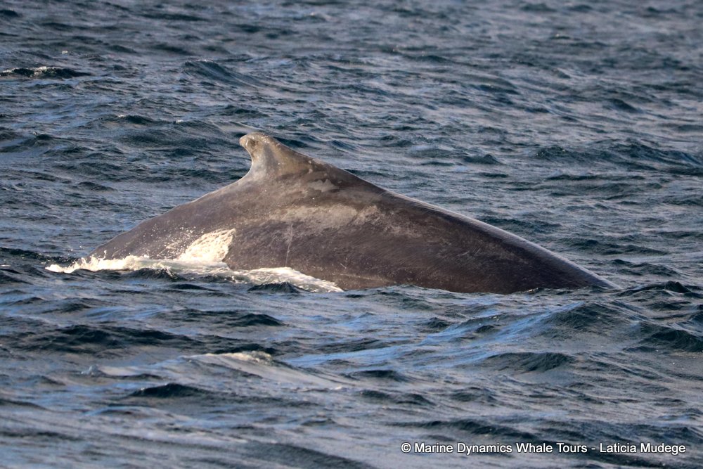 Marine Big 5 Daily Blog 22 August