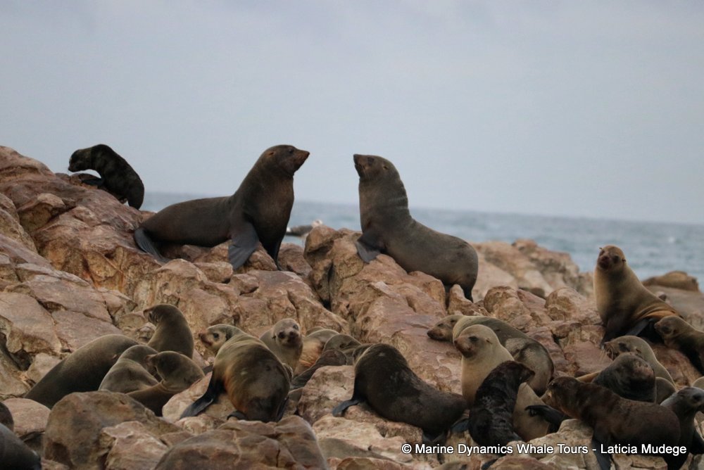 cape fur seal, whale watching, gansbaai, south africa