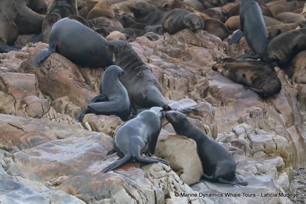 cape fur seal, whale watching, gansbaai, south africa