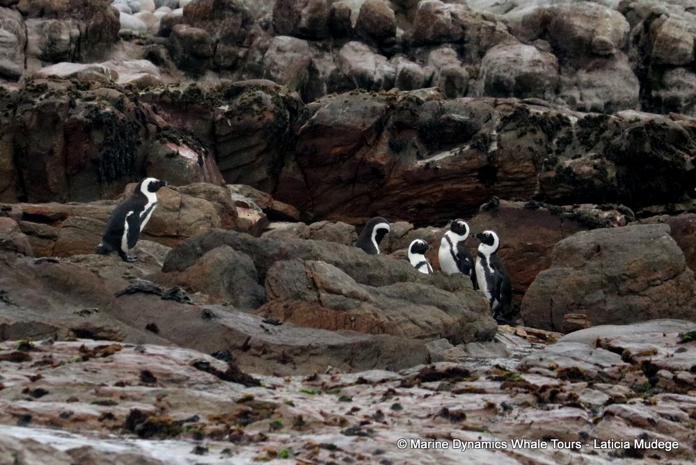 african penguin, whale watching, gansbaai, south africa