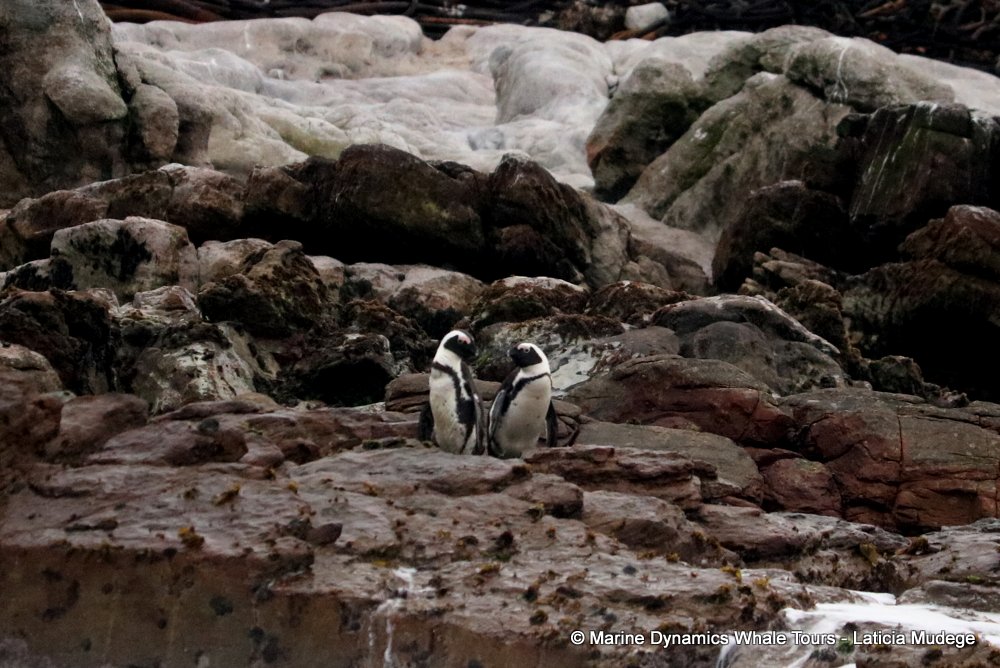 african penguin, whale watching, gansbaai, south africa