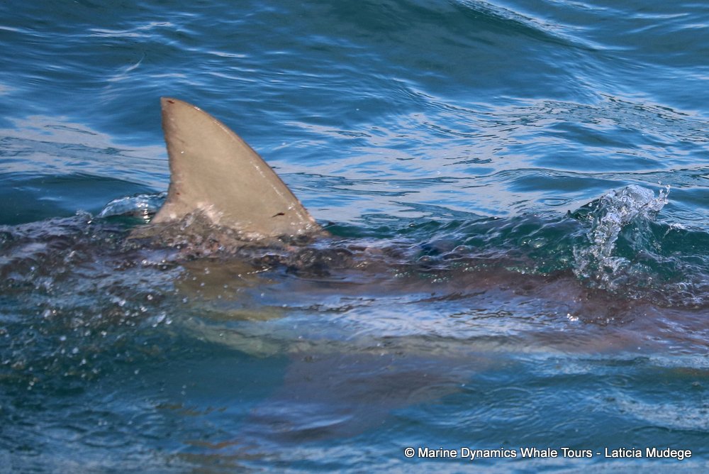 bronze whaler shark, whale watching, gansbaai, south africa,