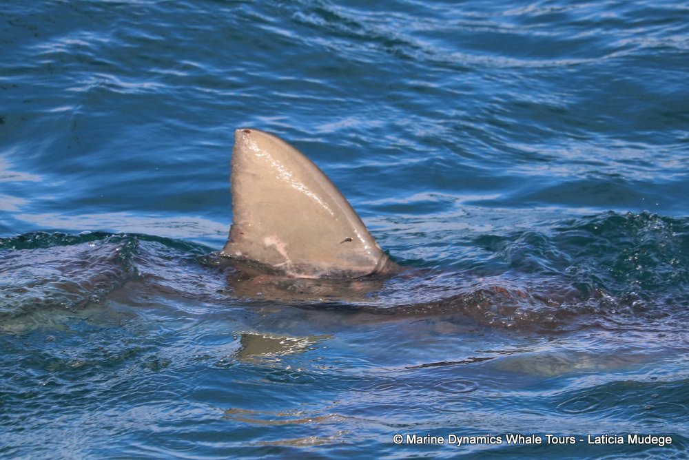 bronze whaler shark, whale watching, gansbaai, south africa,