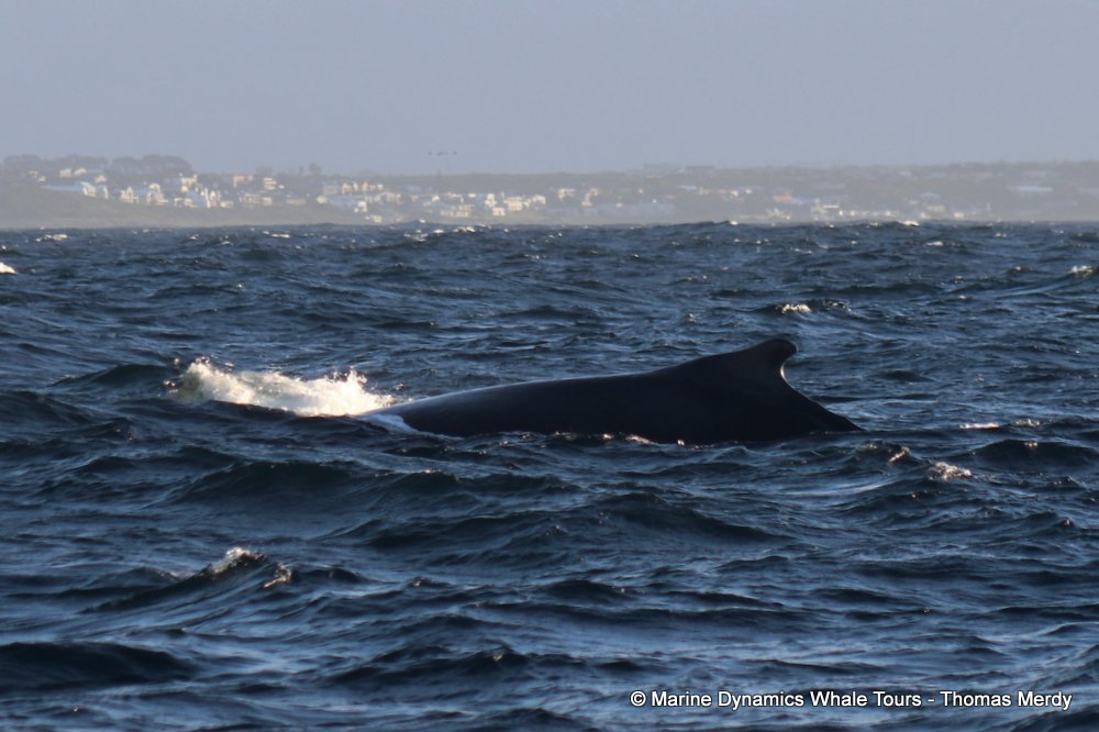 humpback whale, whale watching, gansbaai, south africa
