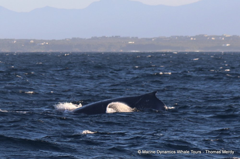 humpback whale, whale watching, gansbaai, south africa