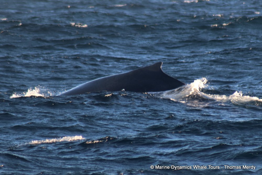 humpback whale, whale watching, gansbaai, south africa