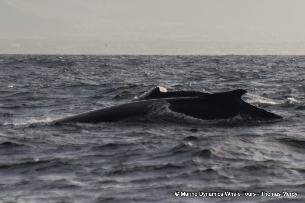 humpback whale, whale watching, gansbaai, south africa