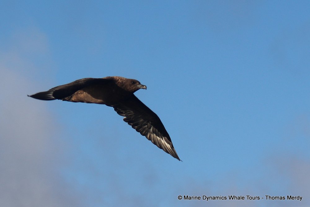 subantarctic skua, whale watching, gansbaai, south africa