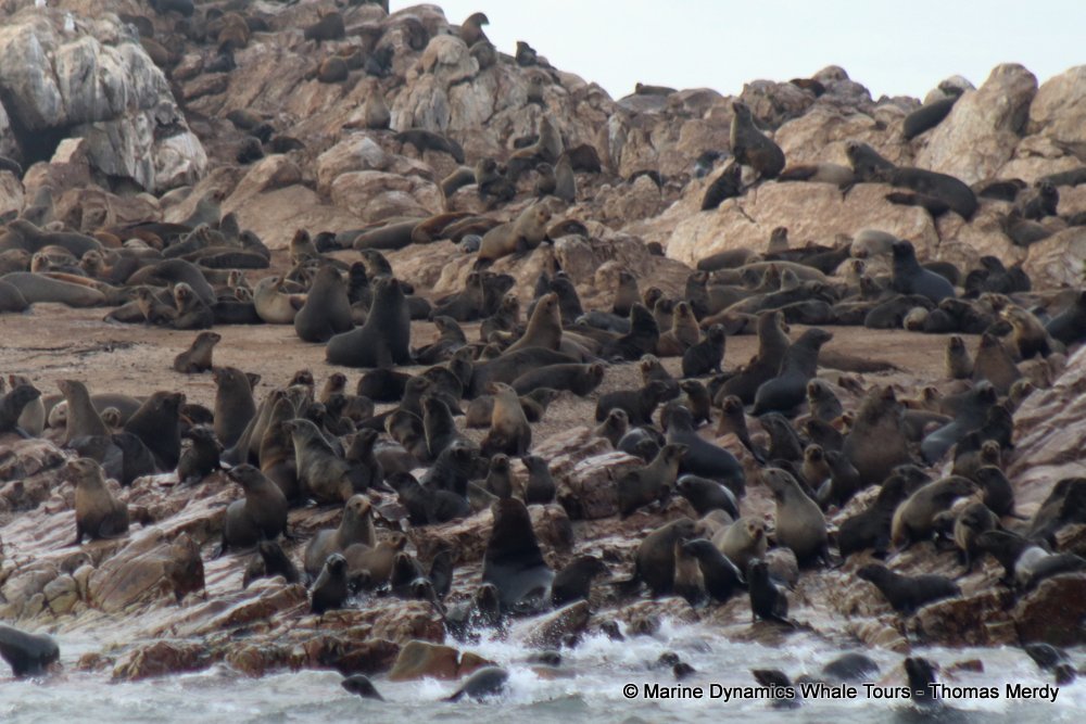 cape fur seal, whale watching, gansbaai, south africa