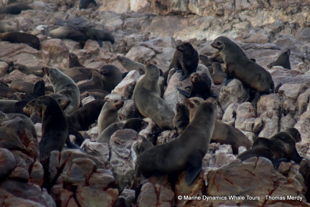 cape fur seal, whale watching, gansbaai, south africa