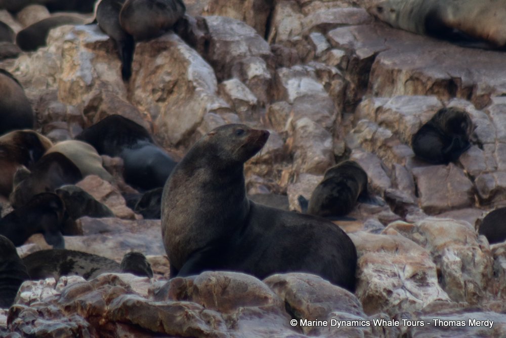 cape fur seal, whale watching, gansbaai, south africa