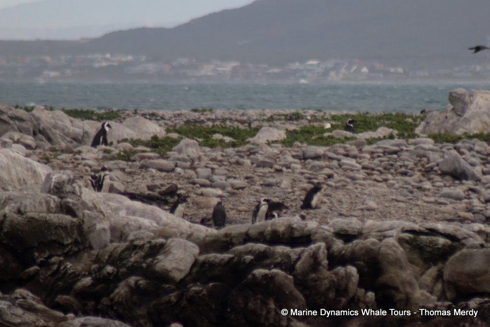 african penguin, whale watching, gansbaai, south africa