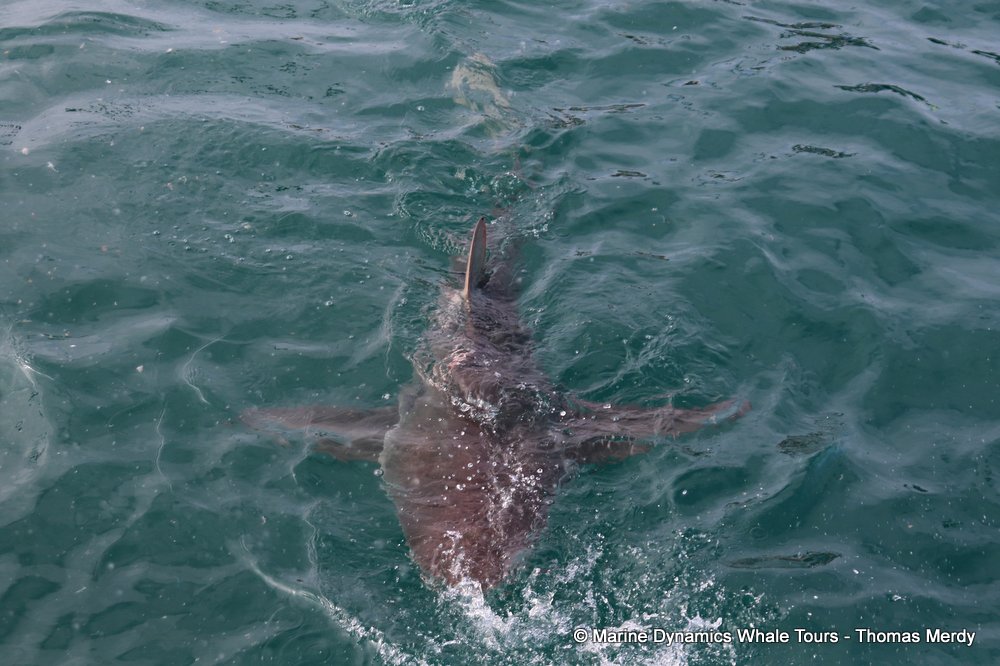 bronze whaler shark, whale watching, gansbaai, south africa,