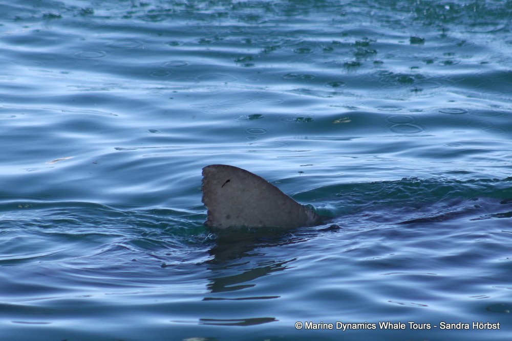 bronze whaler shark, whale watching, gansbaai, south africa,
