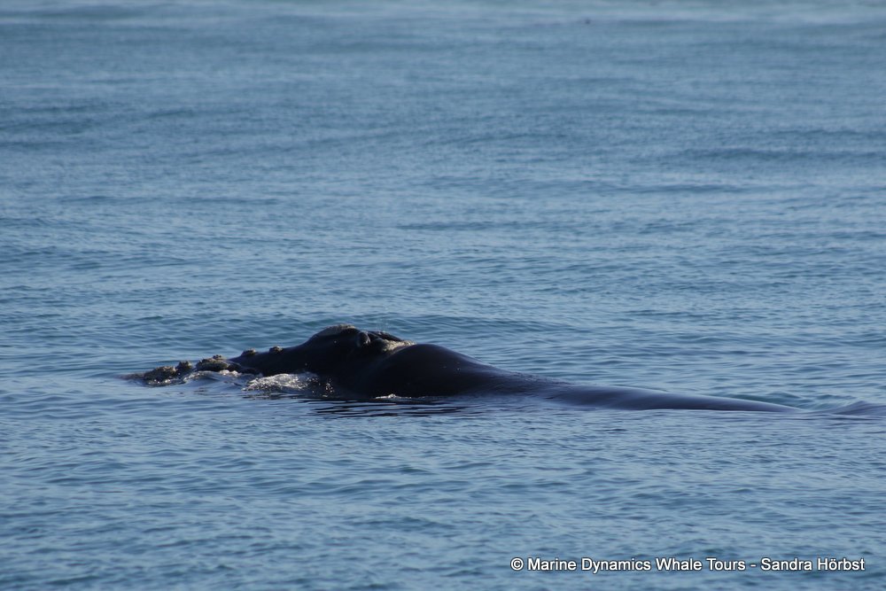 Southern right whale, whale watching, gansbaai, south africa,
