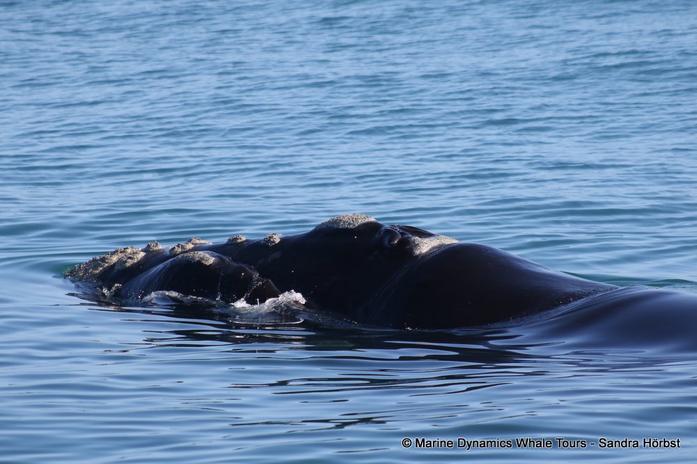 Southern right whale, whale watching, gansbaai, south africa,