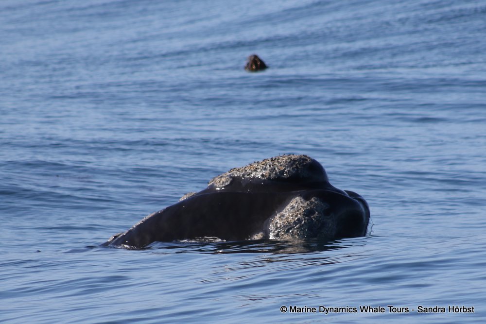 Southern right whale, whale watching, gansbaai, south africa,