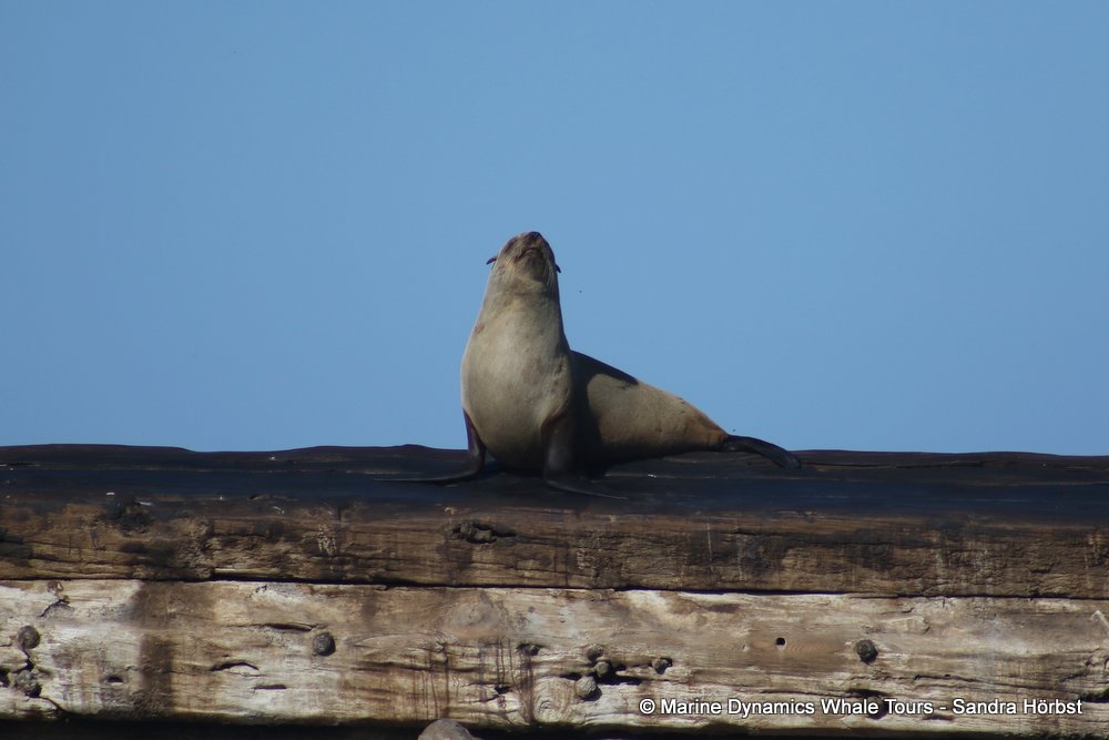 cape fur seal, whale watching, gansbaai, south africa