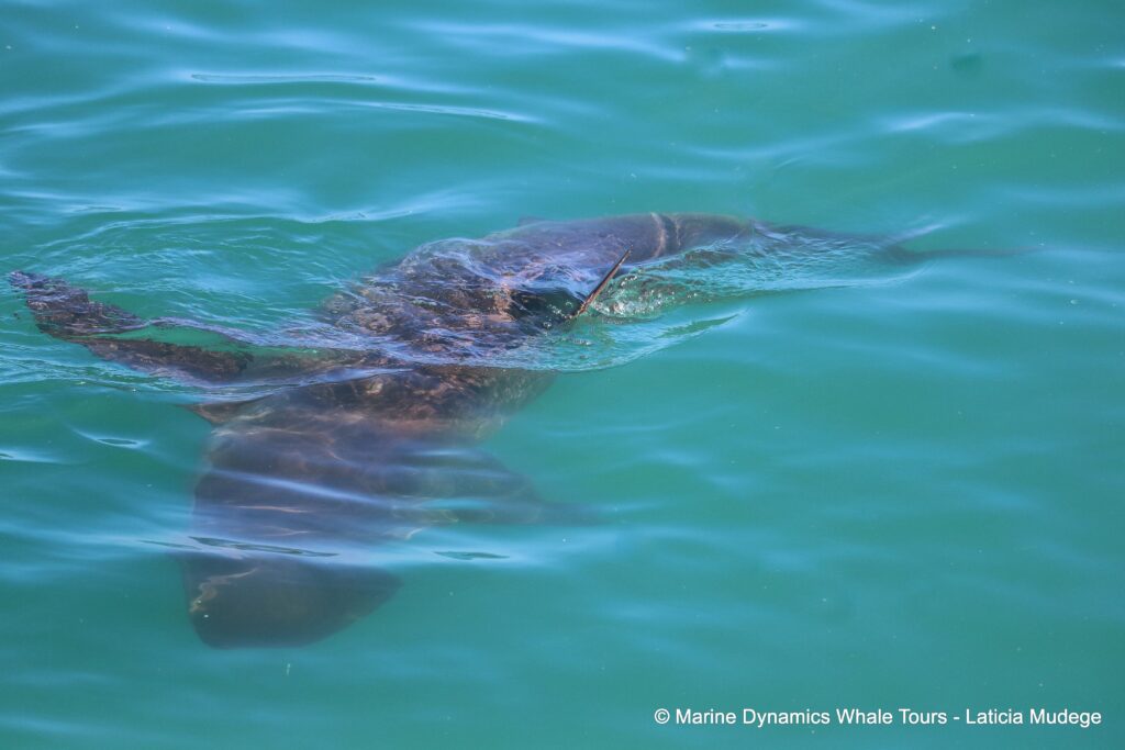 bronze whaler shark, whale watching, gansbaai, south africa,