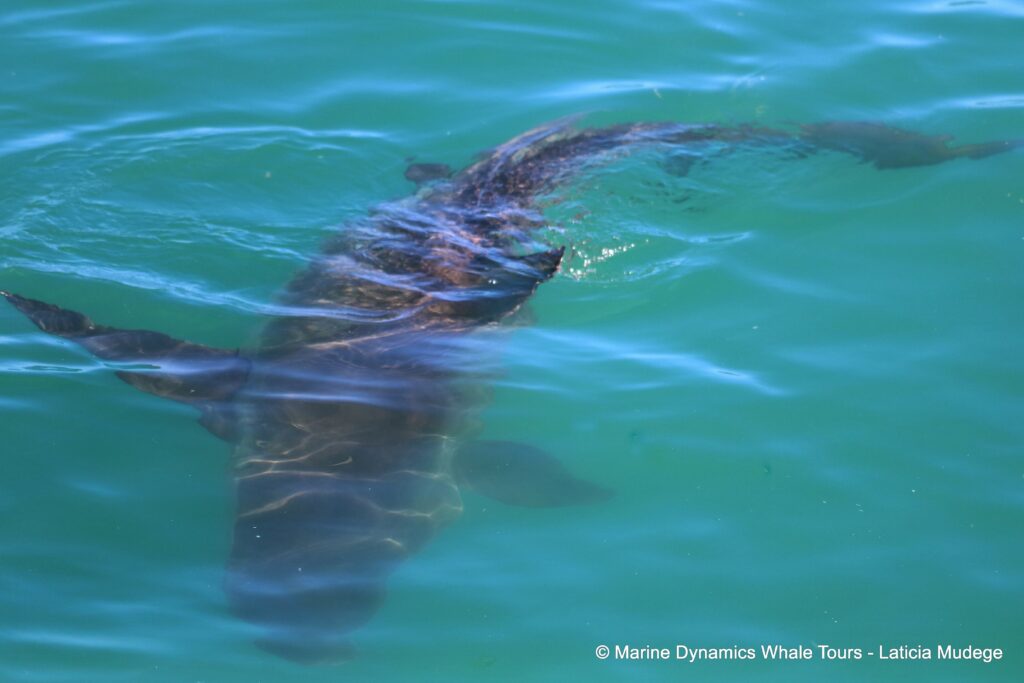 bronze whaler shark, whale watching, gansbaai, south africa,