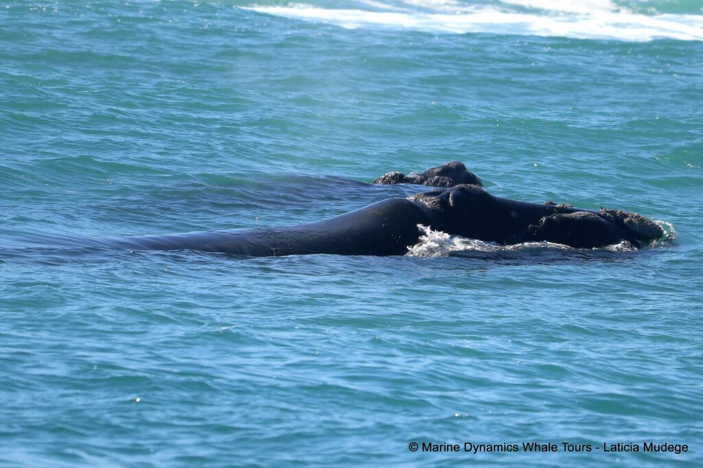 Southern right whale, whale watching, gansbaai, south africa,