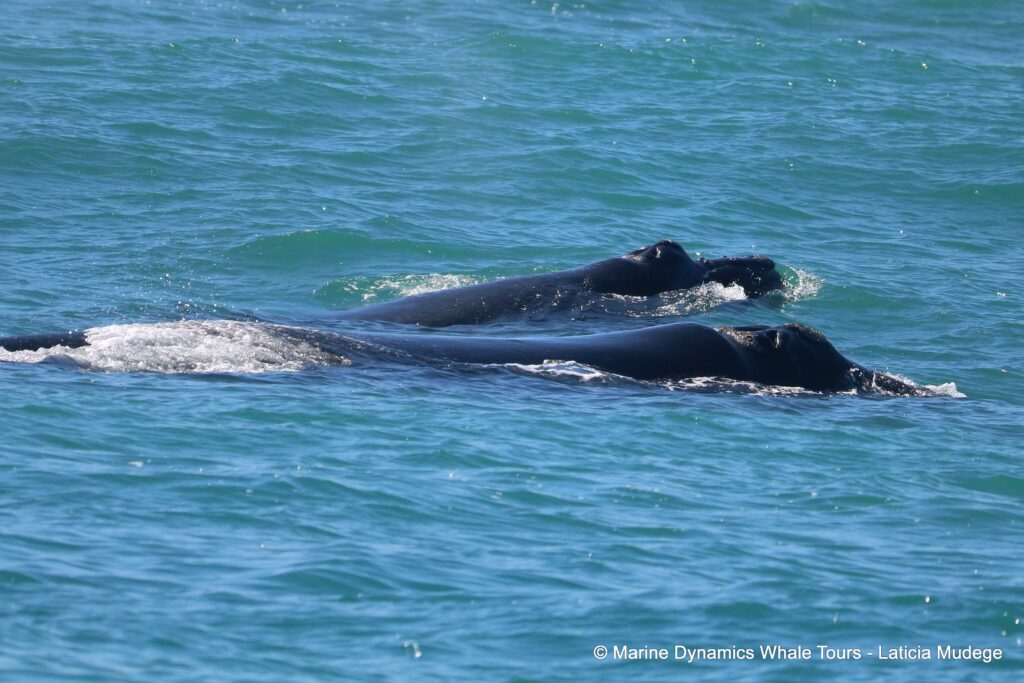 Southern right whale, whale watching, gansbaai, south africa,