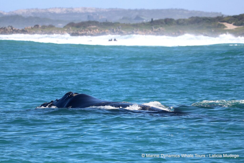 Southern right whale, whale watching, gansbaai, south africa,
