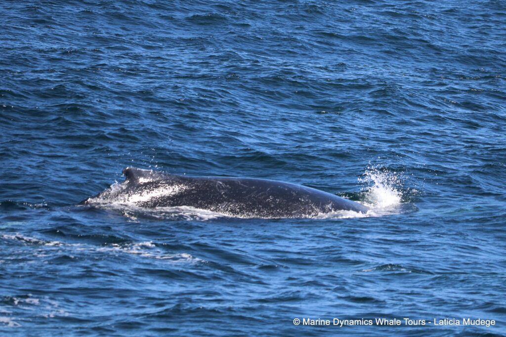 humpback whale, whale watching, gansbaai, south africa