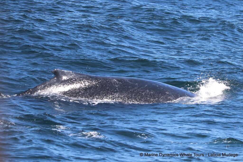 humpback whale, whale watching, gansbaai, south africa