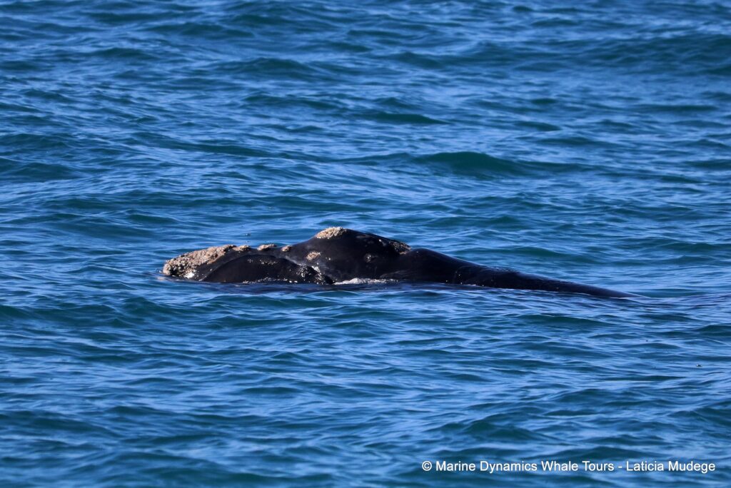 Southern right whale, whale watching, gansbaai, south africa,