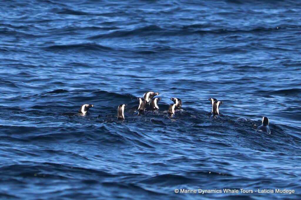 african penguin, whale watching, gansbaai, south africa