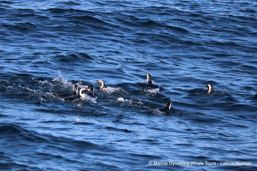 african penguin, whale watching, gansbaai, south africa