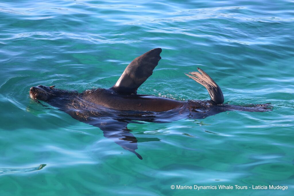 cape fur seal, whale watching, gansbaai, south africa