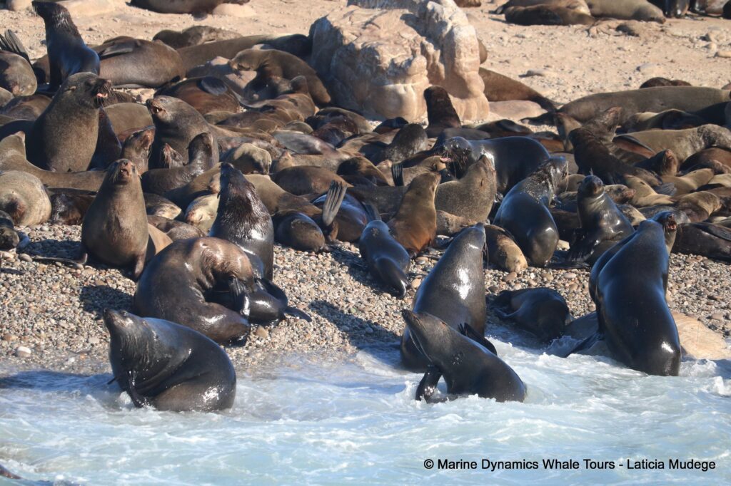 cape fur seal, whale watching, gansbaai, south africa
