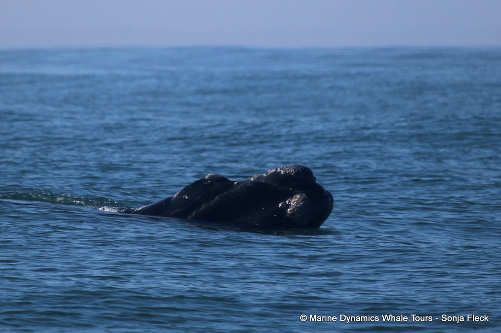 Southern right whale, whale watching, gansbaai, south africa,