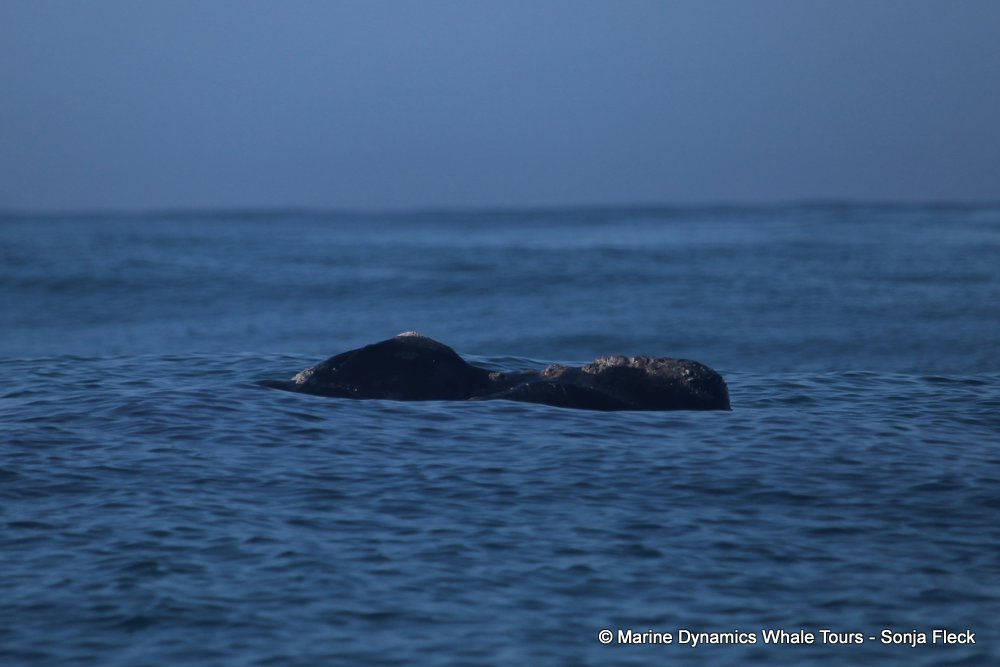 Southern right whale, whale watching, gansbaai, south africa,